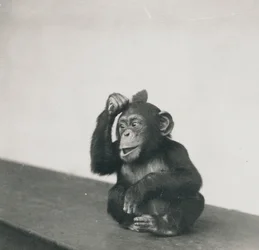 Młody szympans Johnnie bawi się pędzlem, 1923